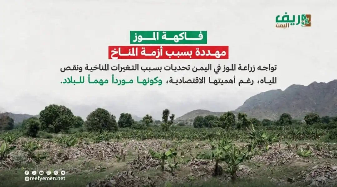 Image from منصة ريف اليمن: تهديد صامت لفاكهة الموز في <a class="text-blue-500 hover:underline cur...