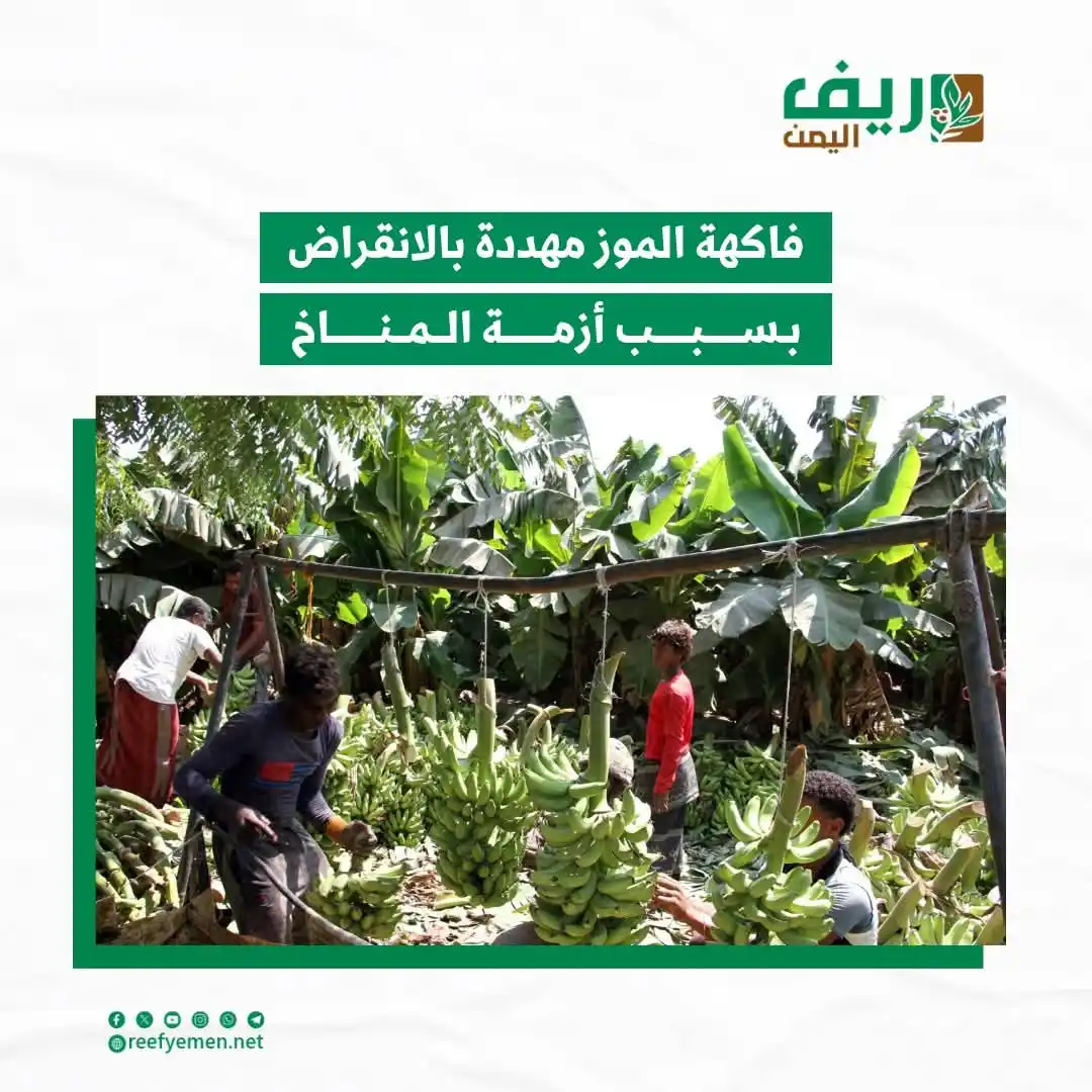 Image from منصة ريف اليمن: تواجه زراعة الموز في <a class="text-blue-500 hover:underline cursor-po...