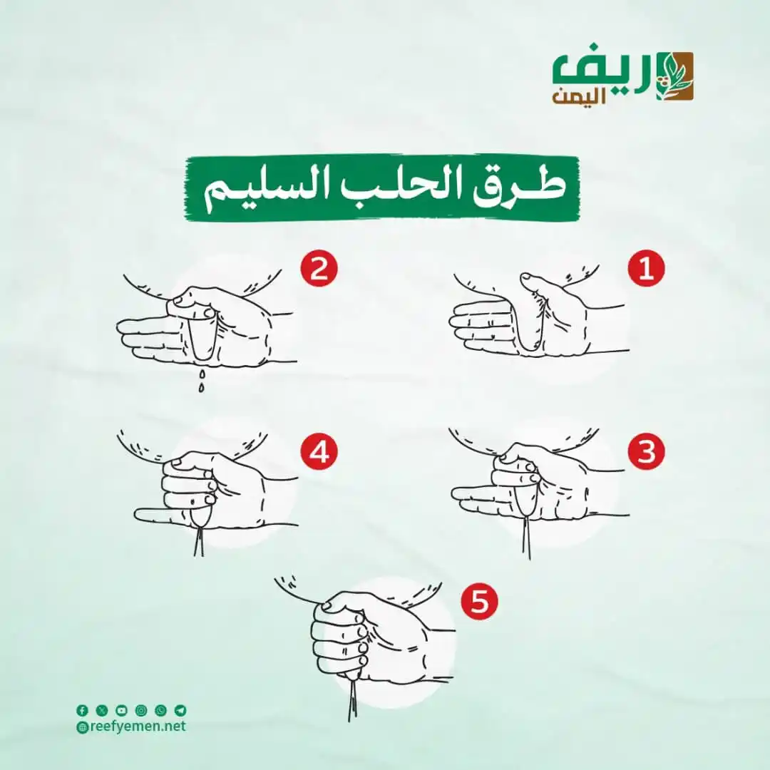 Image from منصة ريف اليمن: "طريقة الحلب السليمة" تعد تقنية الحلب الصحيحة ضرورية لصحة الحيوان ونظ...