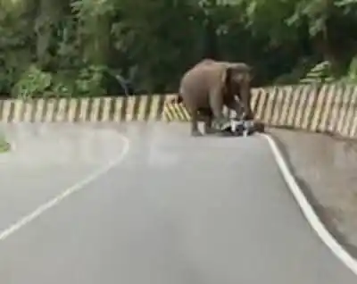 Image from Nilambur News Updates 🗞️📰: വഴിക്കടവ് നാടുകാണി ചുരത്തിലെ വ്യൂ പോയിന്റിന് സമീപം സ്കൂട്ടർ യാത്രികനെ ...