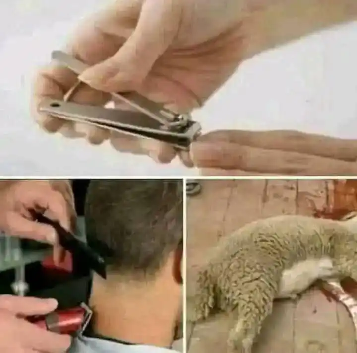 منصة المهرة الاعلامية - اليمن post