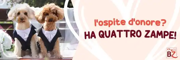 Bauzaar.it per veri PetLovers post