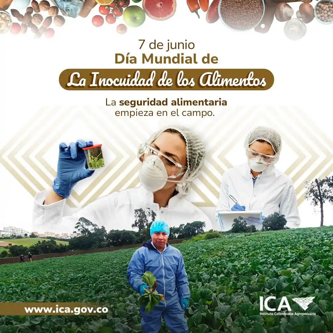 Image from ICA Noticias: 🥕🔍 Garantizar alimentos sanos es un compromiso que nos une. En el IC...