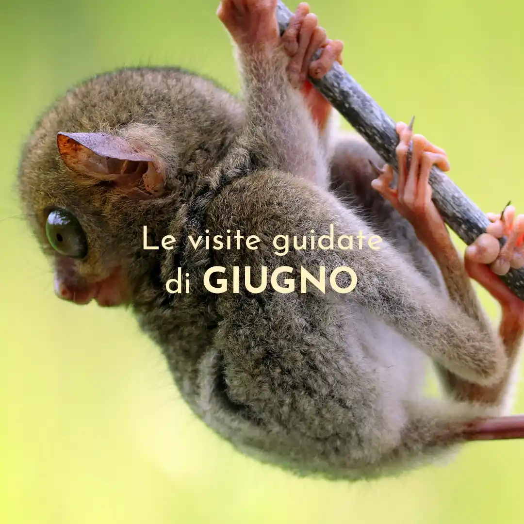 Regione Piemonte post