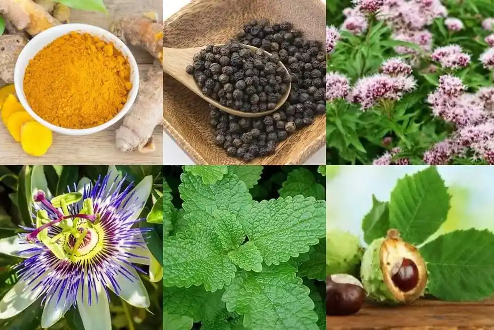 g1 Zona da Mata post