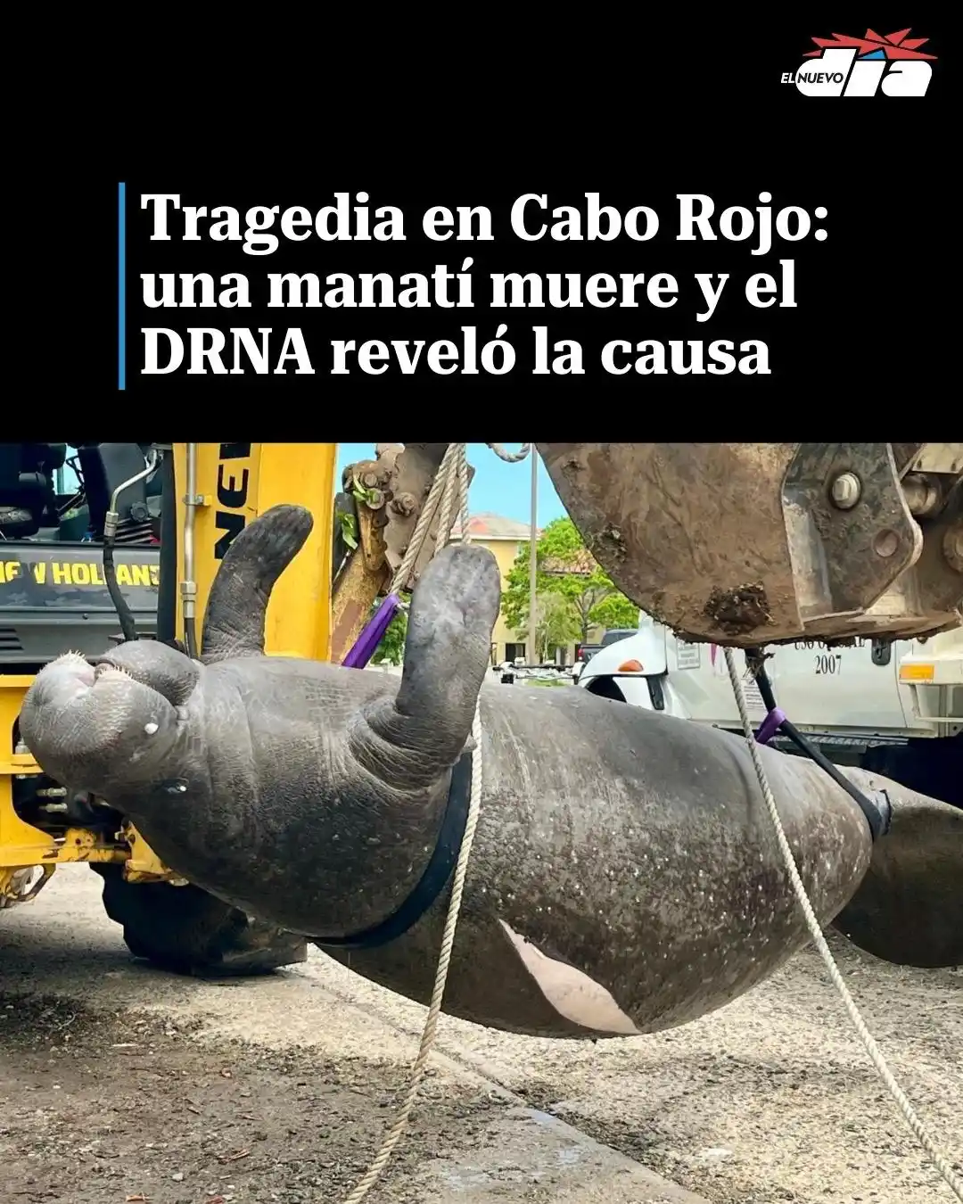 Image from El Nuevo Día: 💔 Tragedia en Cabo Rojo: una manatí muere y el DRNA reveló la causa. ...