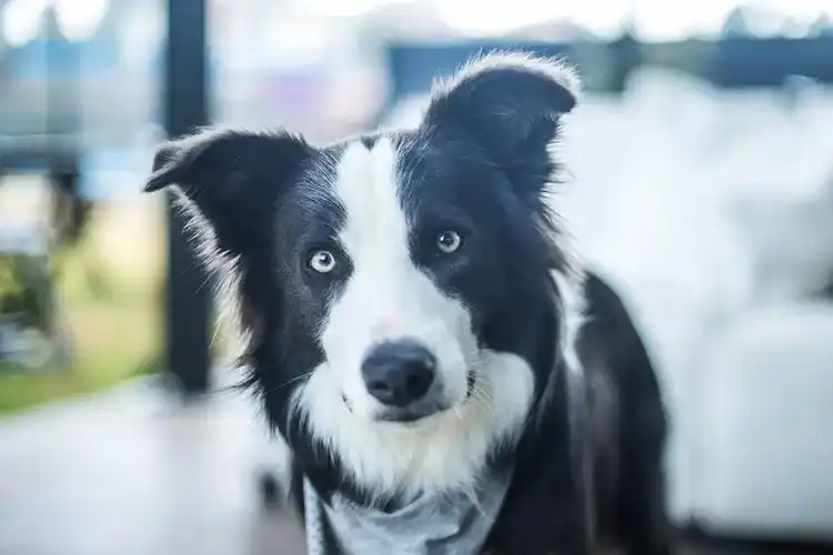 Image from Exame: 🐶 🐈 *Cade aprova fusão entre Petz e Cobasi sem restrições e cria gig...