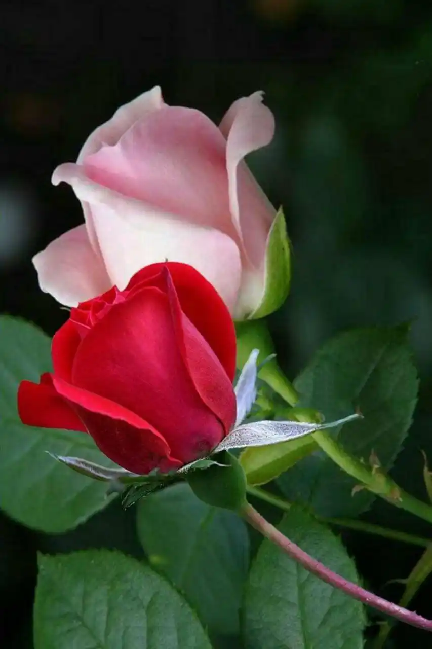 حالات واتس اب🪀 منوعة🪀 post