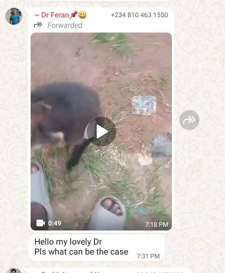 LEOPARD VET SERVICES post