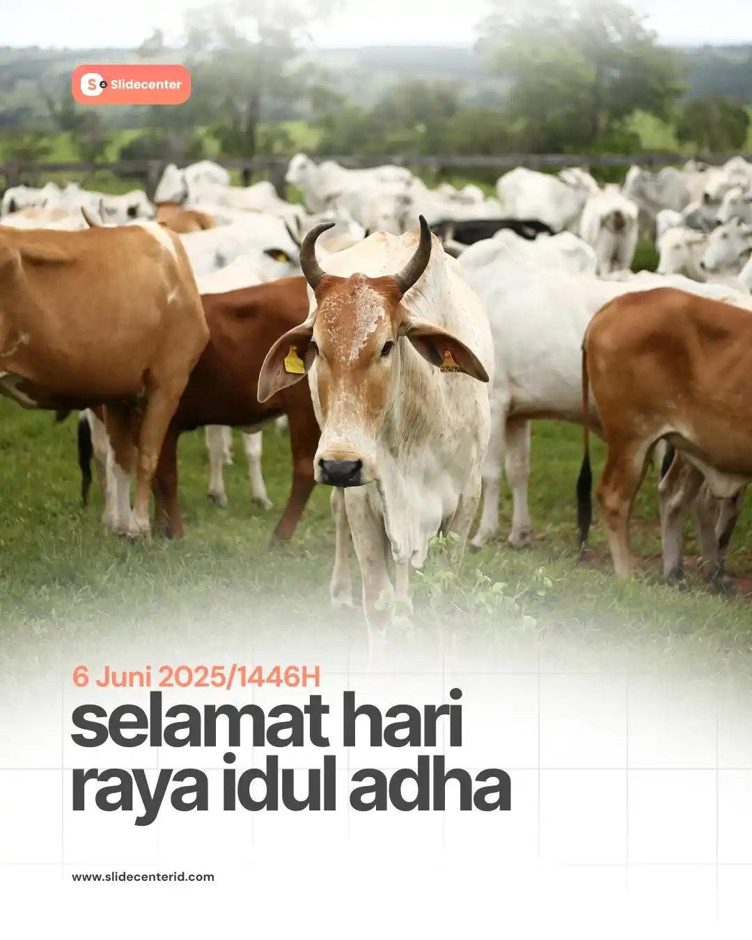 Image from Webinar Series - Media Pembelajaran: Selamat Hari Raya Idul Adha 1446H🐄🐐 <a class="text-blue-500 hover:u...