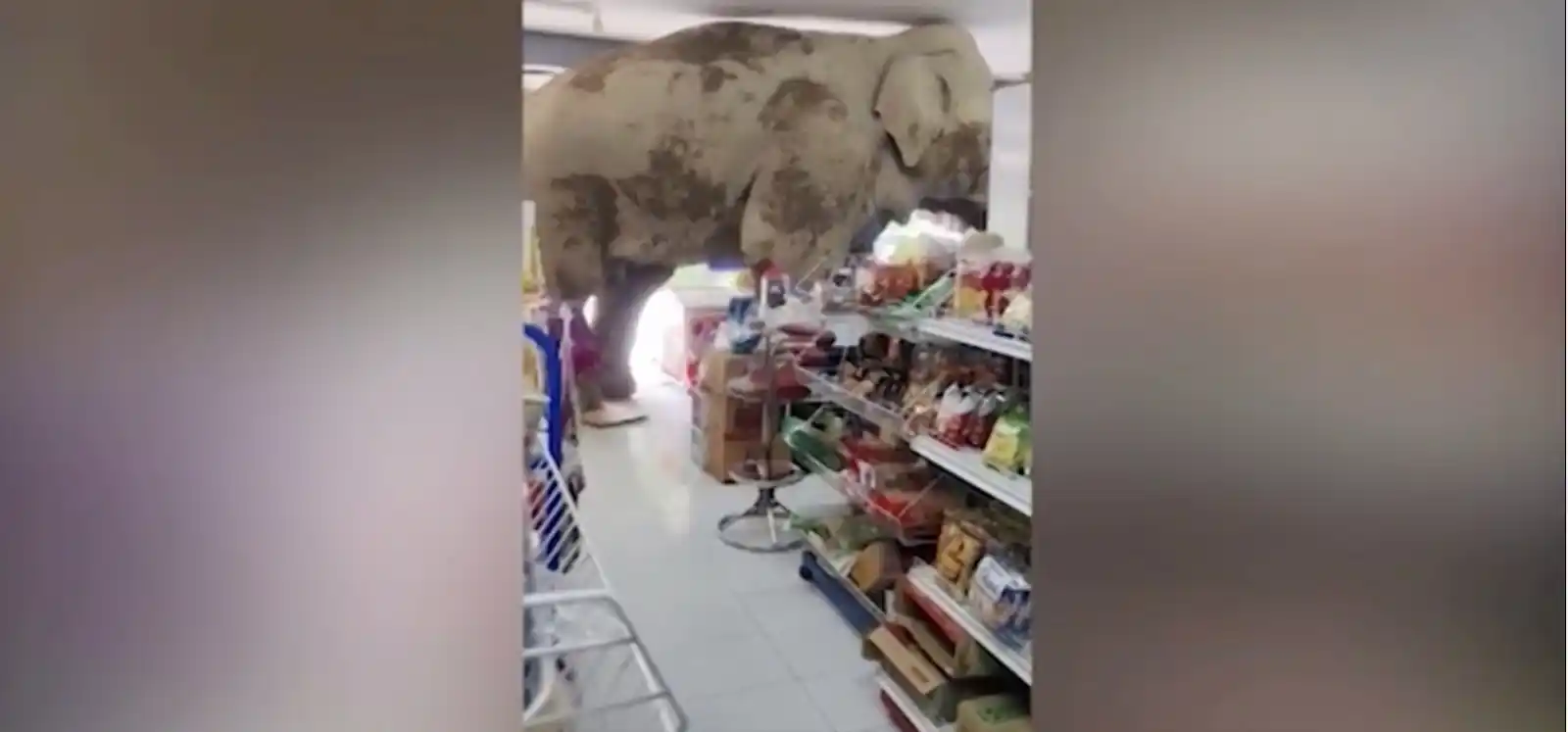Image from Tgcom24: *Thailandia, elefante affamato irrompe in un minimarket: panico tra gl...