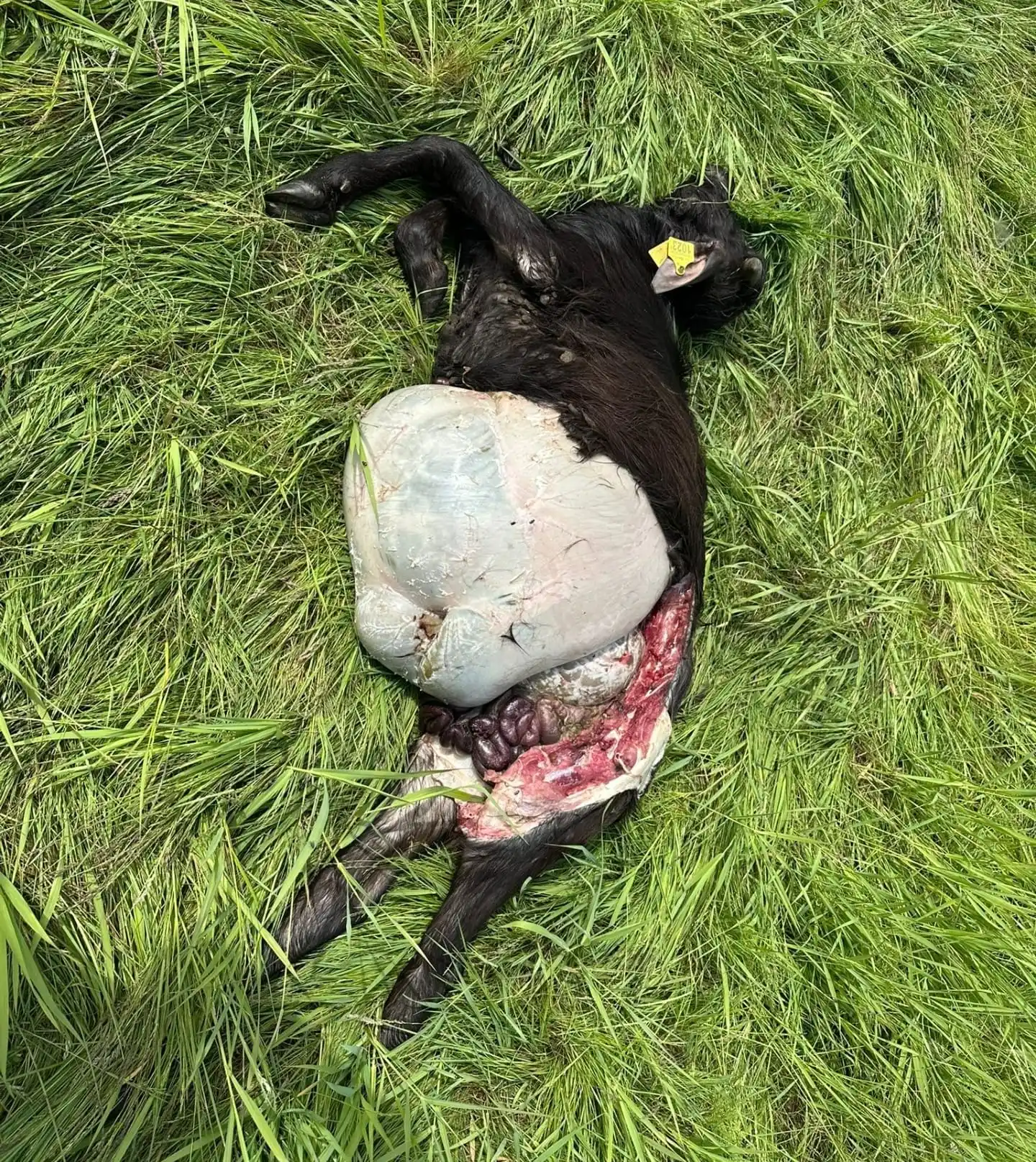 Image from Hulz Media: Het aantal aanvallen van wolven op schapen en ander vee was nog nooit ...