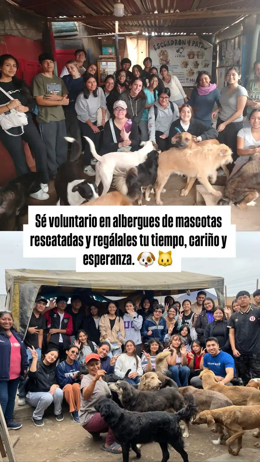 Image from Asociación KP 🐶🐈: *¿Listos para ayudar? Ingresa a* http://asociacionkp.org/eventos/. *¡T...