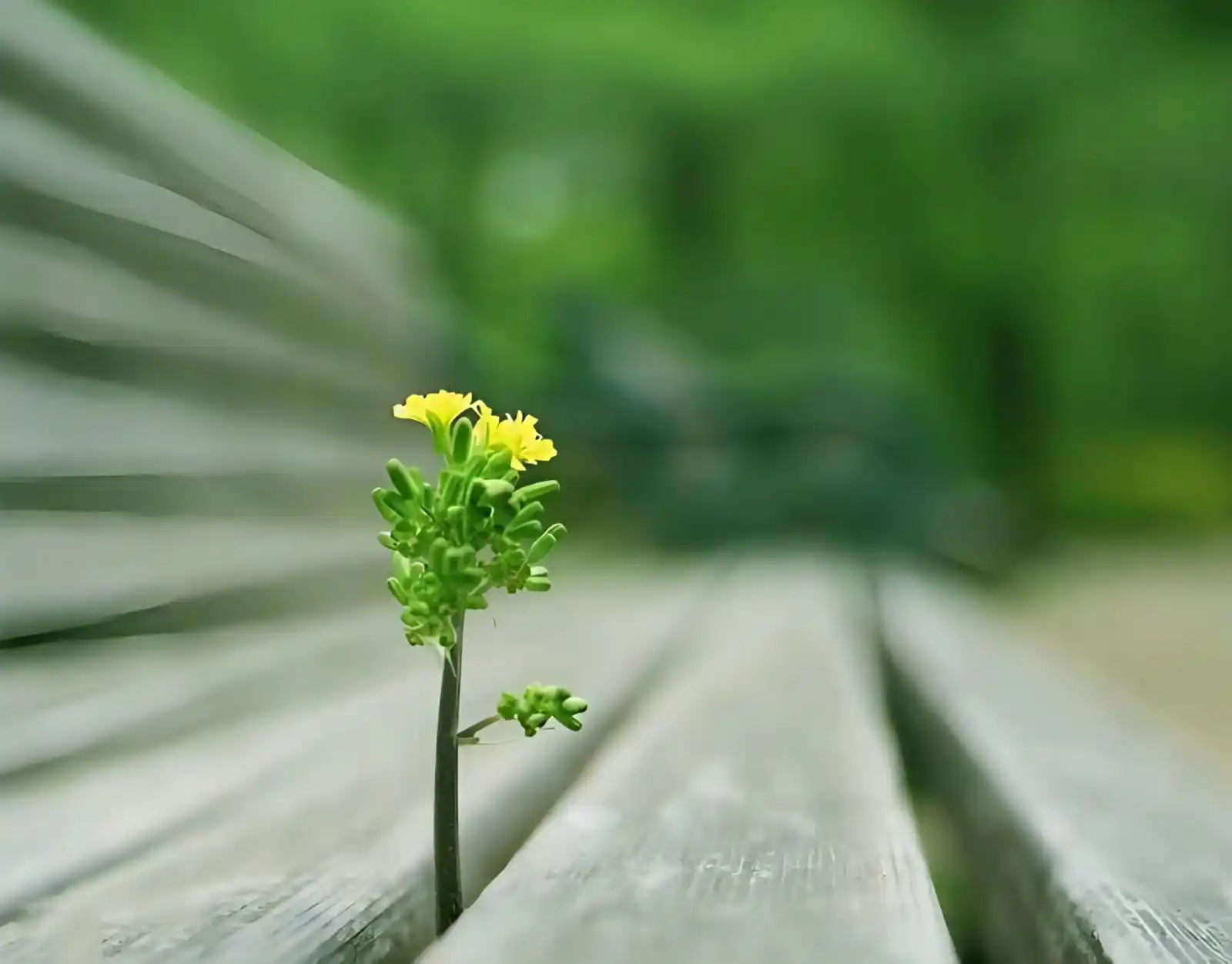 Image from ♥️ قنــــاة نــدويــات ♥️: 《 🌱 》 واغرس بذرة أينما حللت فإنها إن لم تزهر في حضورك فستثمر ذكرى جم...