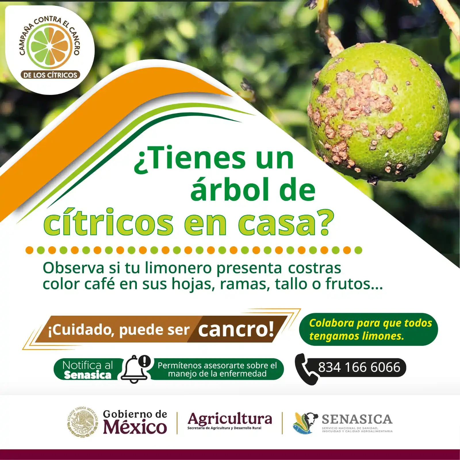 Image from Senasica - Agricultura: *¡Alerta,🚨 puede ser cancro!* El cancro puede afectar tus cultivos�...