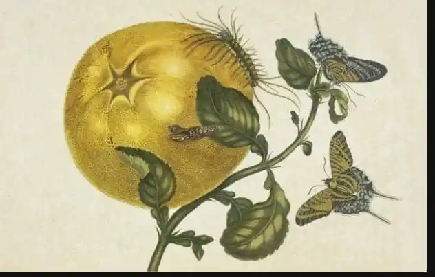Image from Allschool.ng Edu News: All the oranges, lemons, limes, and grapefruits we eat today are desce...