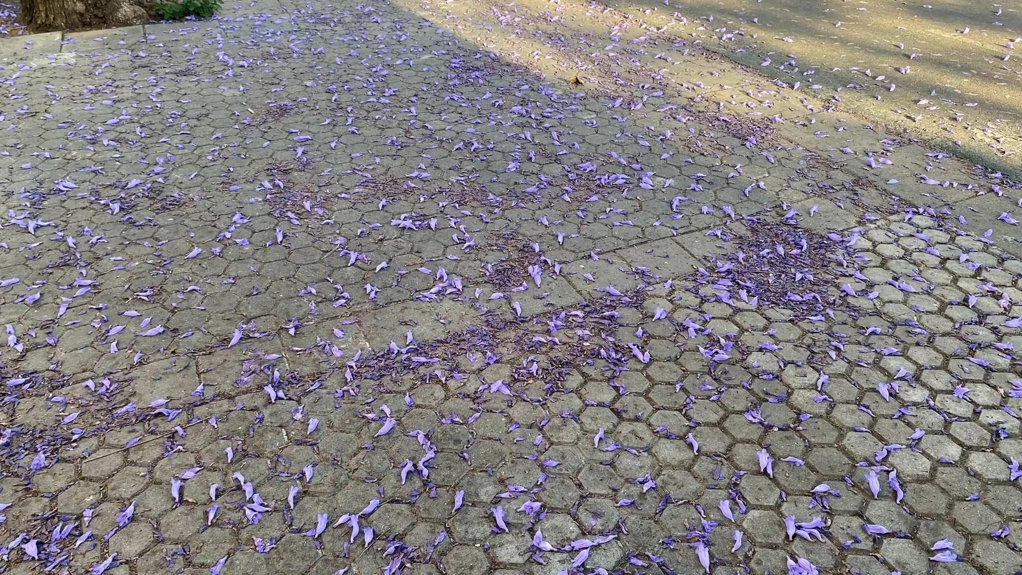 Image from Aldaberos: 🖋️ La verdad de las jacarandas en Sevilla <a class="text-blue-500 ho...