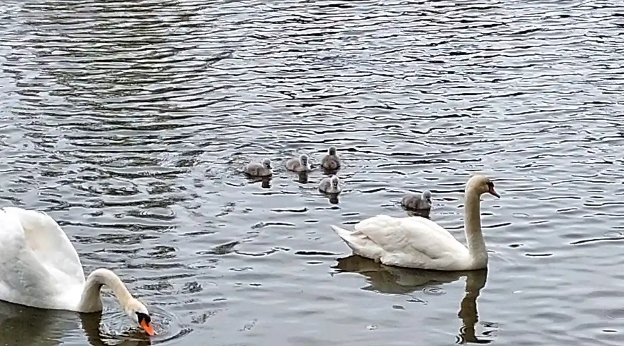 Stadt Wildenfels 1233 post