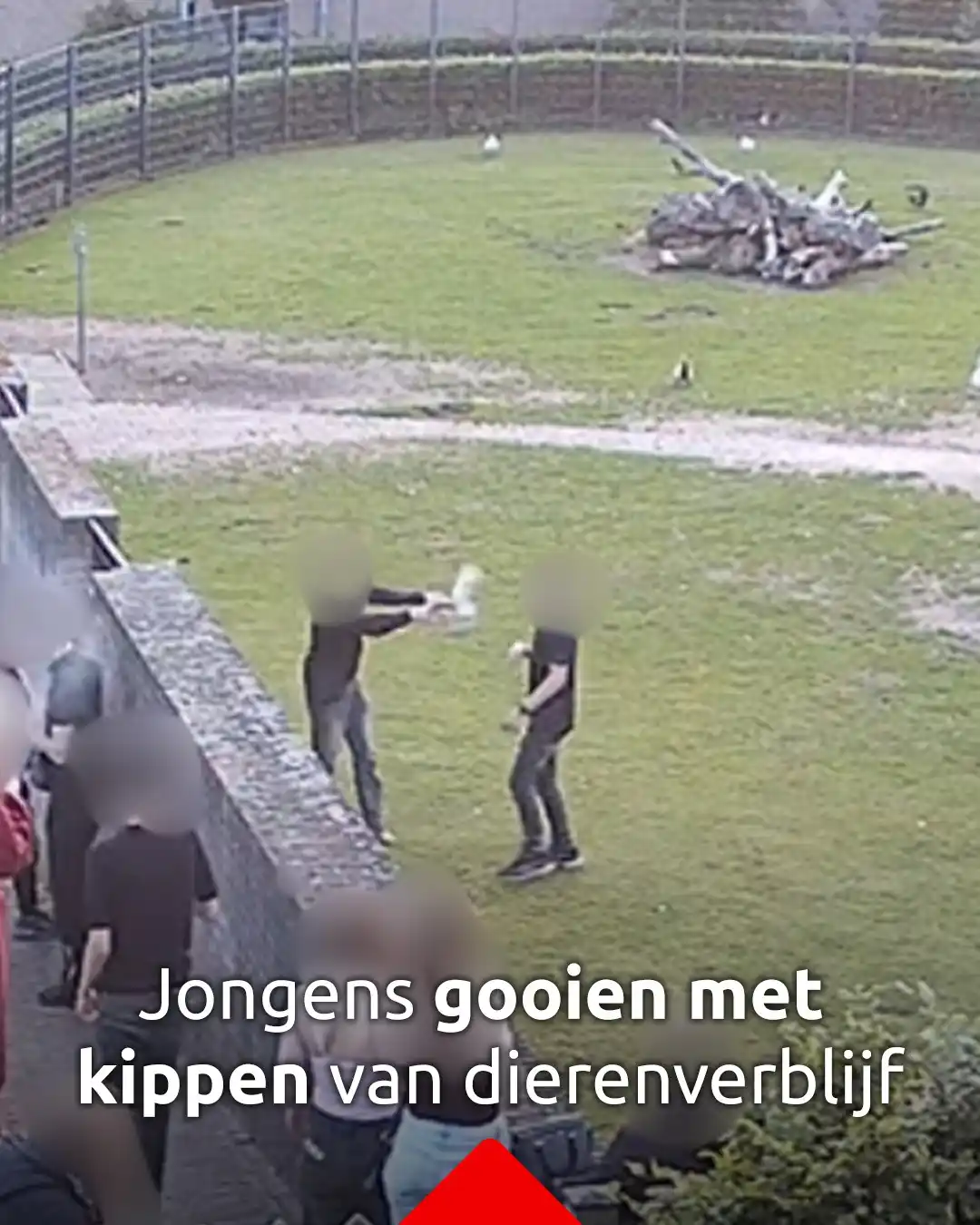 Image from Omroep Brabant: *Jongen gooien kippen, terwijl de rest ernaar kijkt* Twee jongens heb...