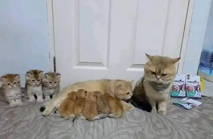 نكت ضحك 😂نكت مضحكه بوستات اقتباسات رسايل حب حزن حزينه صور فديوهات ملصقات استيكر كرتون حالات كوميدي post