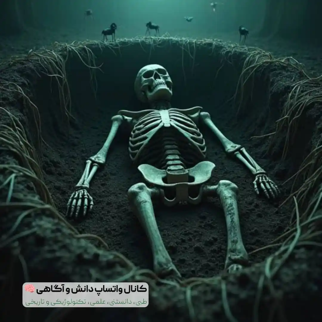 Image from دانش و آگاهی 🧠: *💀 بدن انسان زیر خاک!* وقتی انسان میمیرد و داخل خاک دفن میشود، بد...