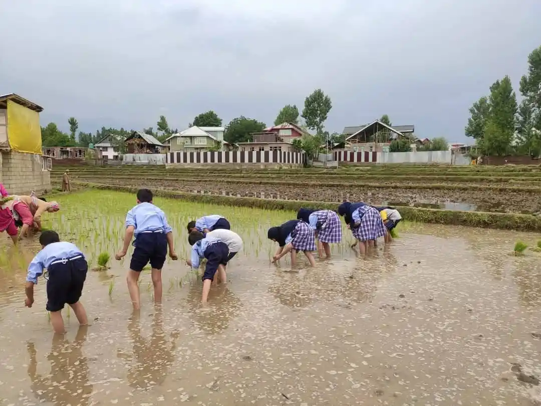 Image from Jk Updates (Jobs & News): *Season of Farming In Kashmir* *Learning beyond classrooms! Students,...