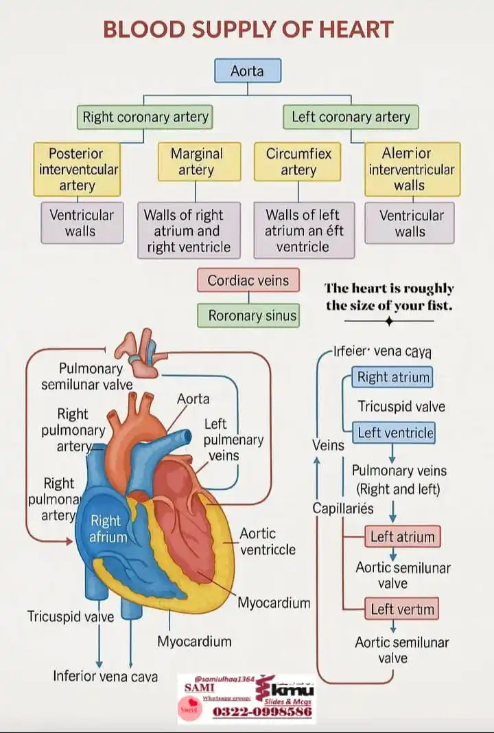 ⚕𝐊𝐡𝐲𝐛𝐞𝐫 𝐌𝐞𝐝𝐢𝐜𝐚𝐥 𝐔𝐧𝐢𝐯𝐞𝐫𝐬𝐢𝐭𝐲 𝐏𝐞𝐬𝐡𝐚𝐰𝐚𝐫, 🧑‍⚕️𝐒𝐚𝐌𝐢𝐢𝐢-𝐊𝐌𝐔🩺 post