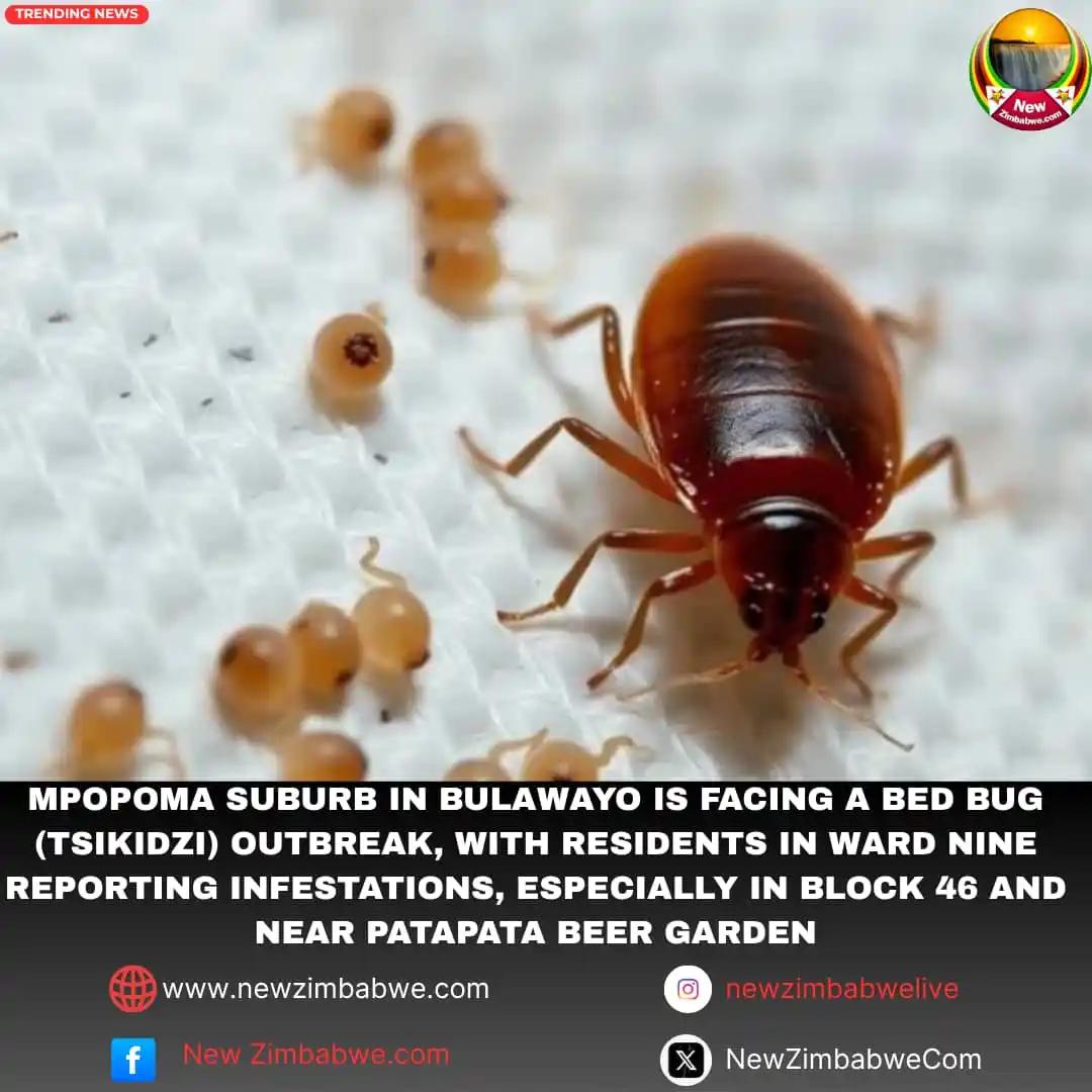 Image from NewZimbabwe.com: Mpopoma suburb in Bulawayo is facing a bed bug (tsikidzi) outbreak, wi...