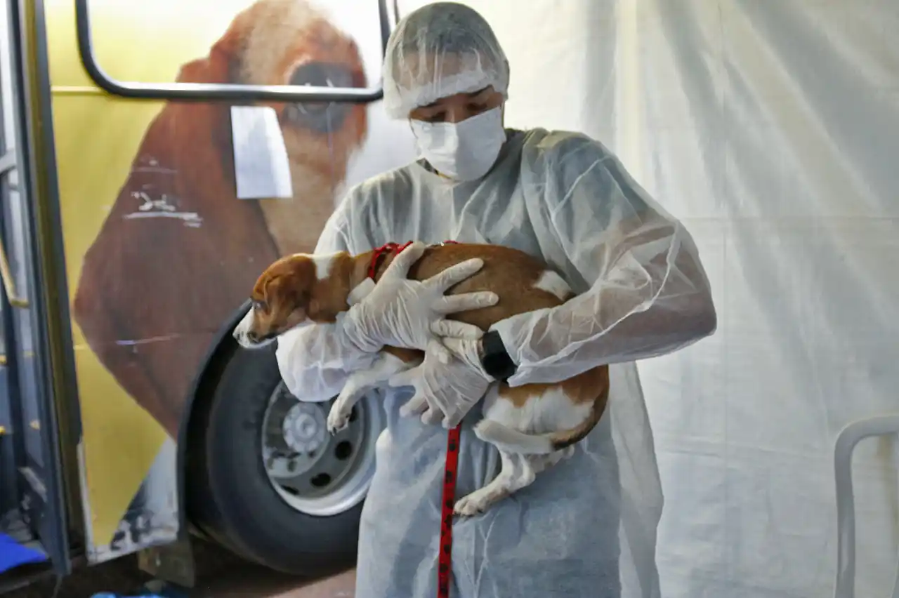 Image from 📲 Guia Limeira - Informações da nossa cidade: Próximo mutirão de castração gratuita de cães e gatos será no Parque C...