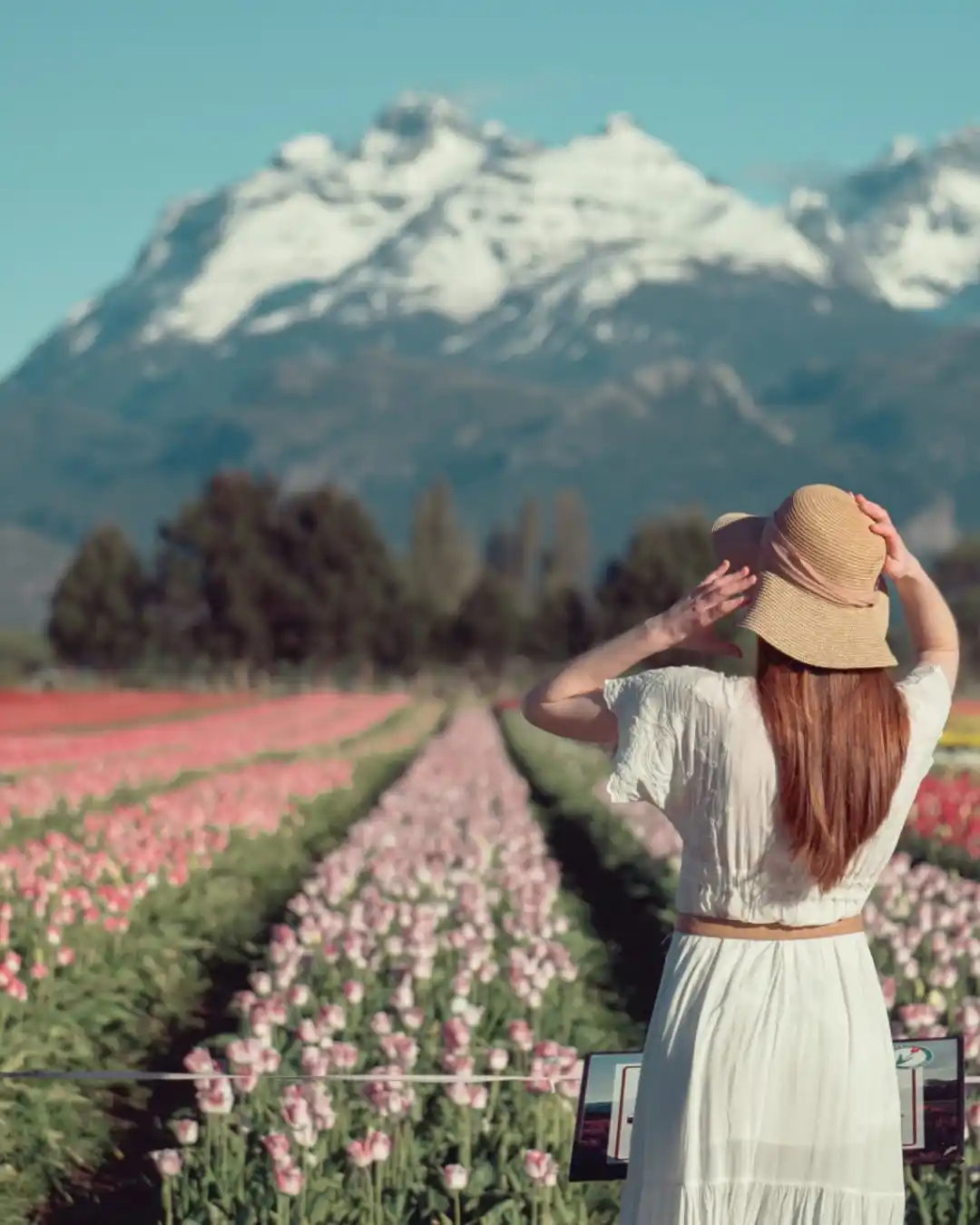 Image from Turismocity Vuelos Baratos: Viví la primavera en Bariloche con visita a los campos de tulipanes en...