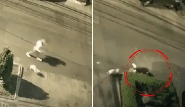 Image from La República : *⚠ 🔎 Joven y su mascota sufren brutal ataque de perro en Chorrillos: ...