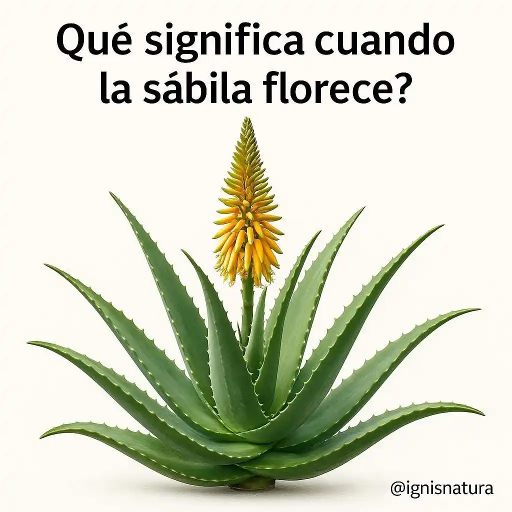 Ignis Natura - Salud y Bienestar post