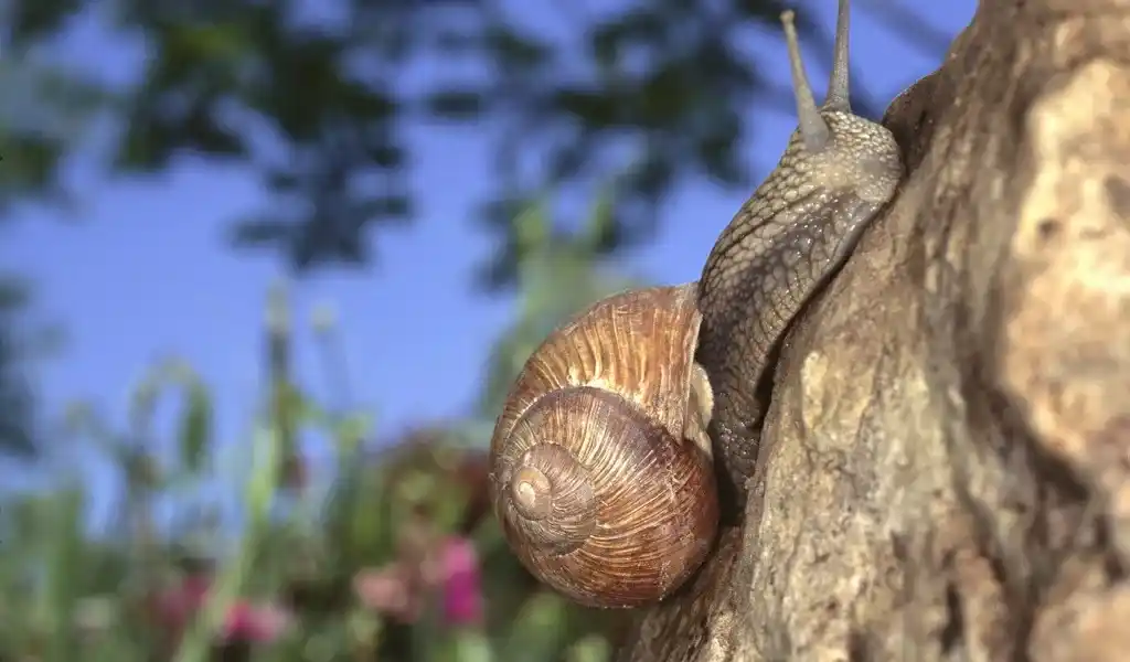 Image from MOPO – Hamburger Morgenpost: Moin aus der MOPO-Redaktion! 🐌 Frühling ist auch Zeit für Gartenarbe...