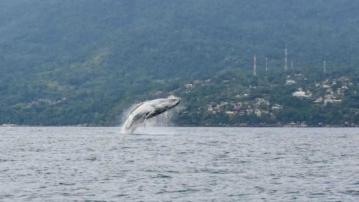 Image from Portal Costa Norte | notícias do litoral paulista : _Raro momento! Jubartes fazem salto duplo espetacular no litoral de SP...