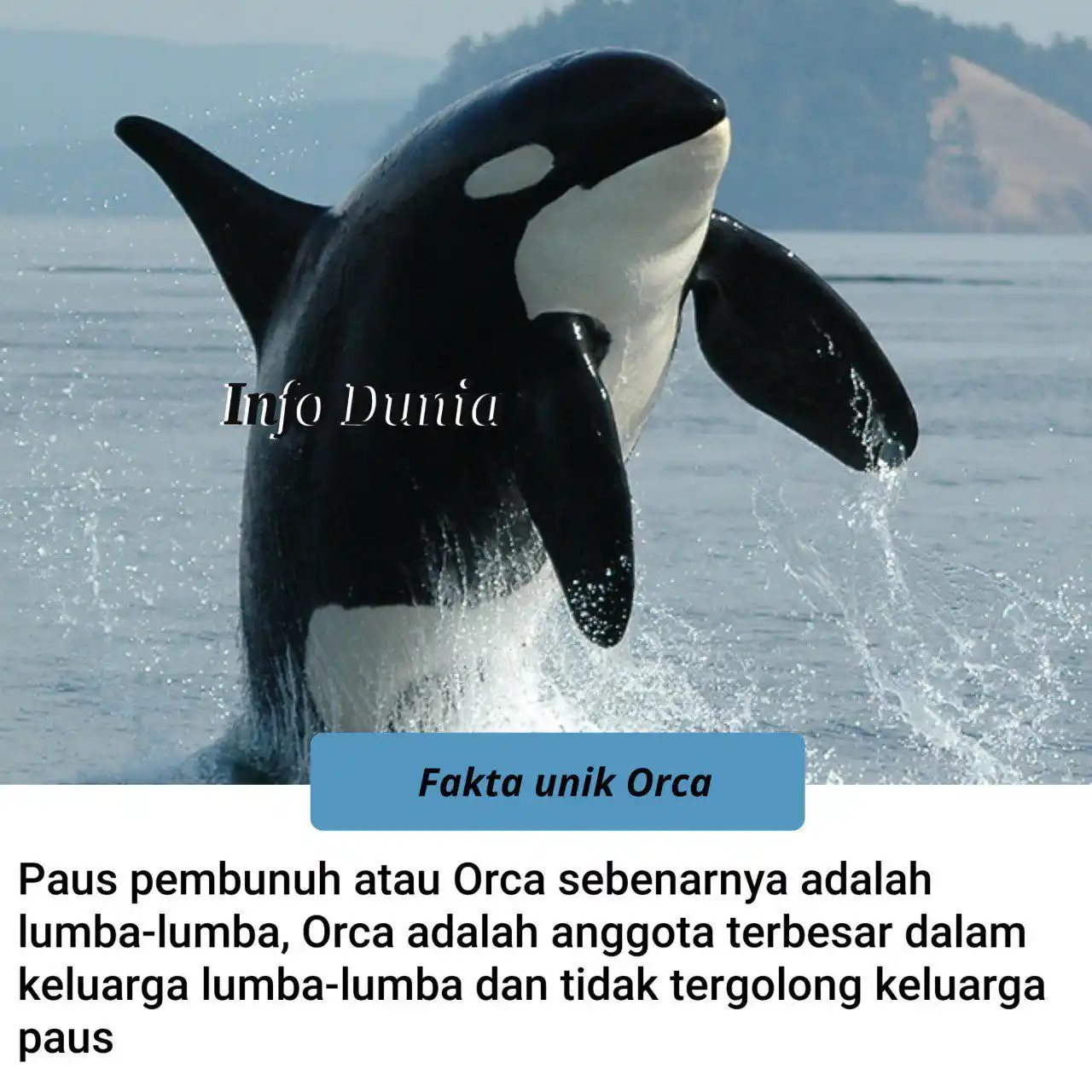 𝗔𝗿𝗮𝗯𝗶𝗰 𝗩𝗶𝗯𝗲𝘀 🎧 post