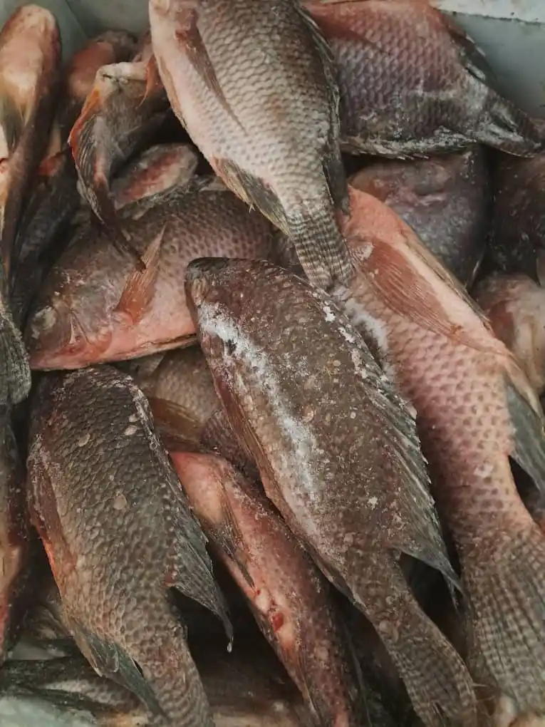 Kariba Fish And Matemba post