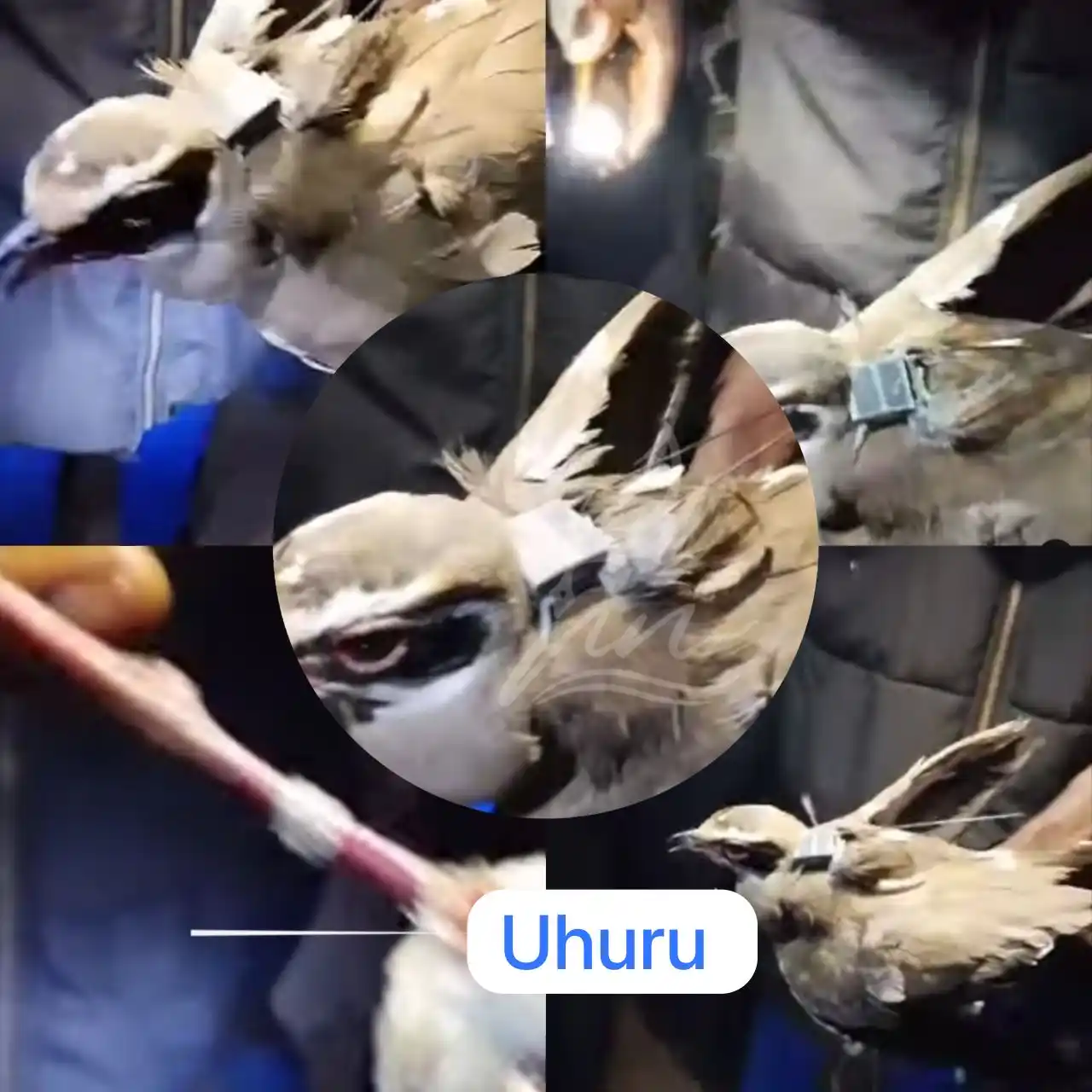 Image from 𝑼𝑯𝑼𝑹𝑼 𝑪𝒉𝒂𝒏𝒏𝒆𝒍: *🔵INSOLITE À TSHIKAPA | Un oiseau migrateur équipé d’un GPS capturé p...