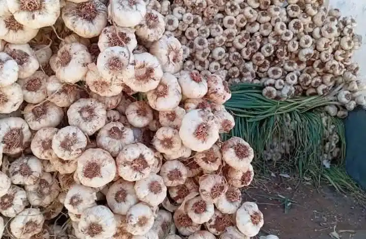 Image from سوريا أسعار $:العملات و السلع و الخدمات: شهد هذا العام انخفاضاً واضحاً لأسعار الثوم مقارنة بالعام الماضي ، والت...