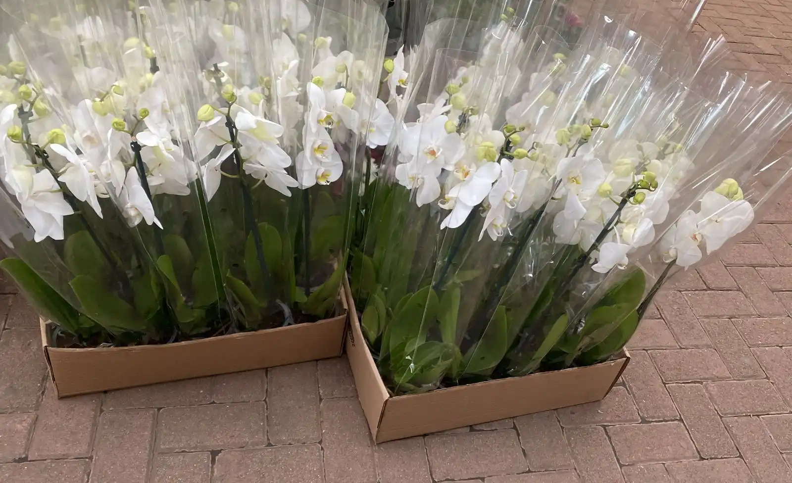 Image from CVRS INTERNATIONAL FLORIST : White orchids...