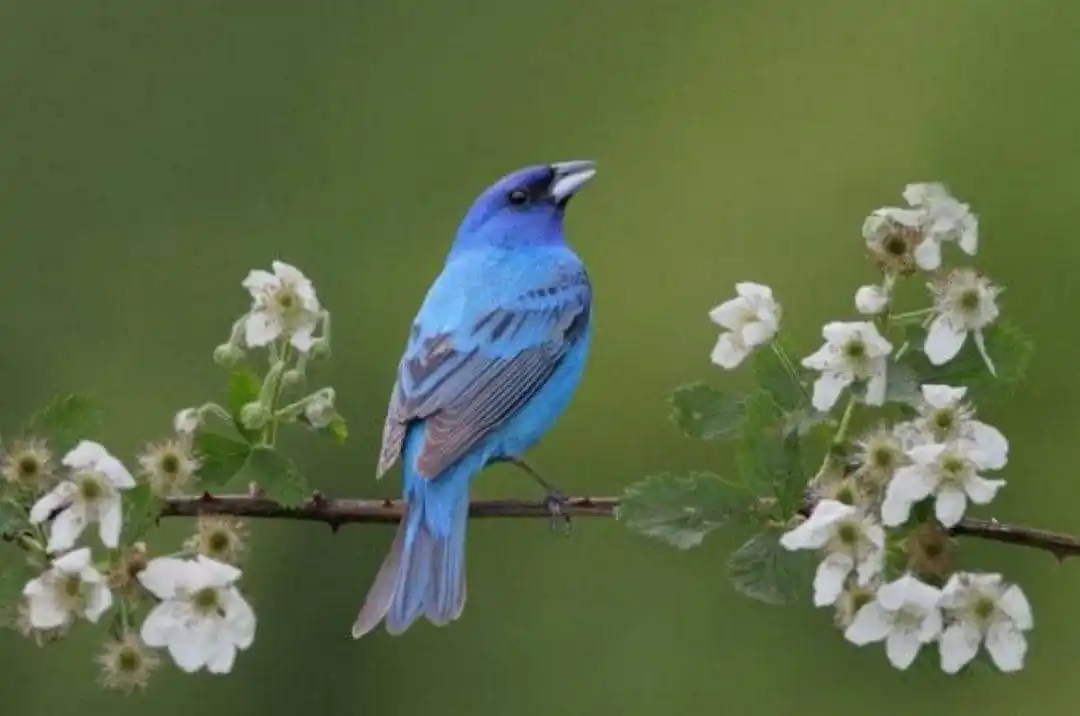 Image from Lëÿ Motivation 🧠✍🏾💨: *🦅 L'Oiseau🌳* ```Un oiseau perché sur un arbre n'a jamais peur que ...