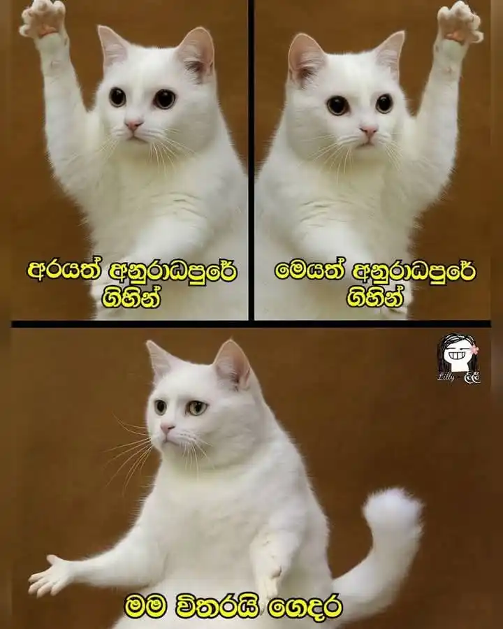 Dhanu Status Hub 🧸💗" post