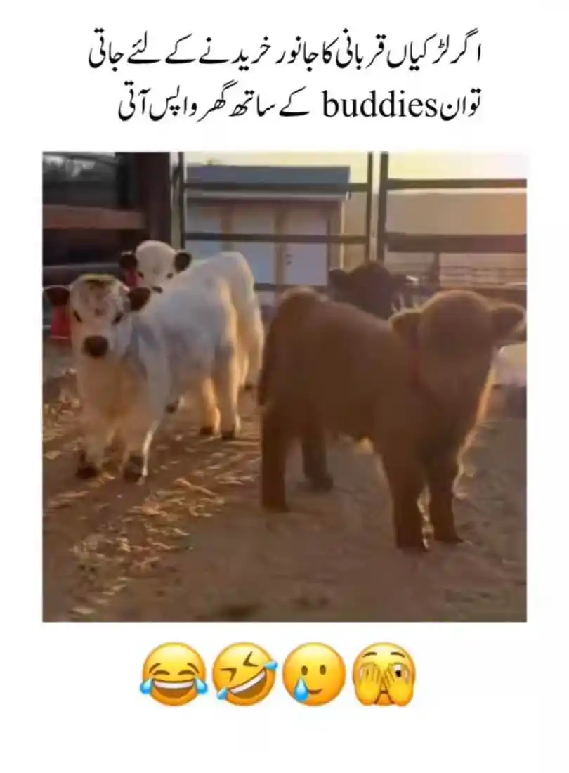 🥰 اردو لطیفے Urdu Funny Jokes
Latifey Comedy & WhatsApp Status, Tv & WhatsApp Channel 🤩 post