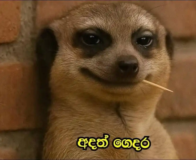 Dhanu Status Hub 🧸💗" post