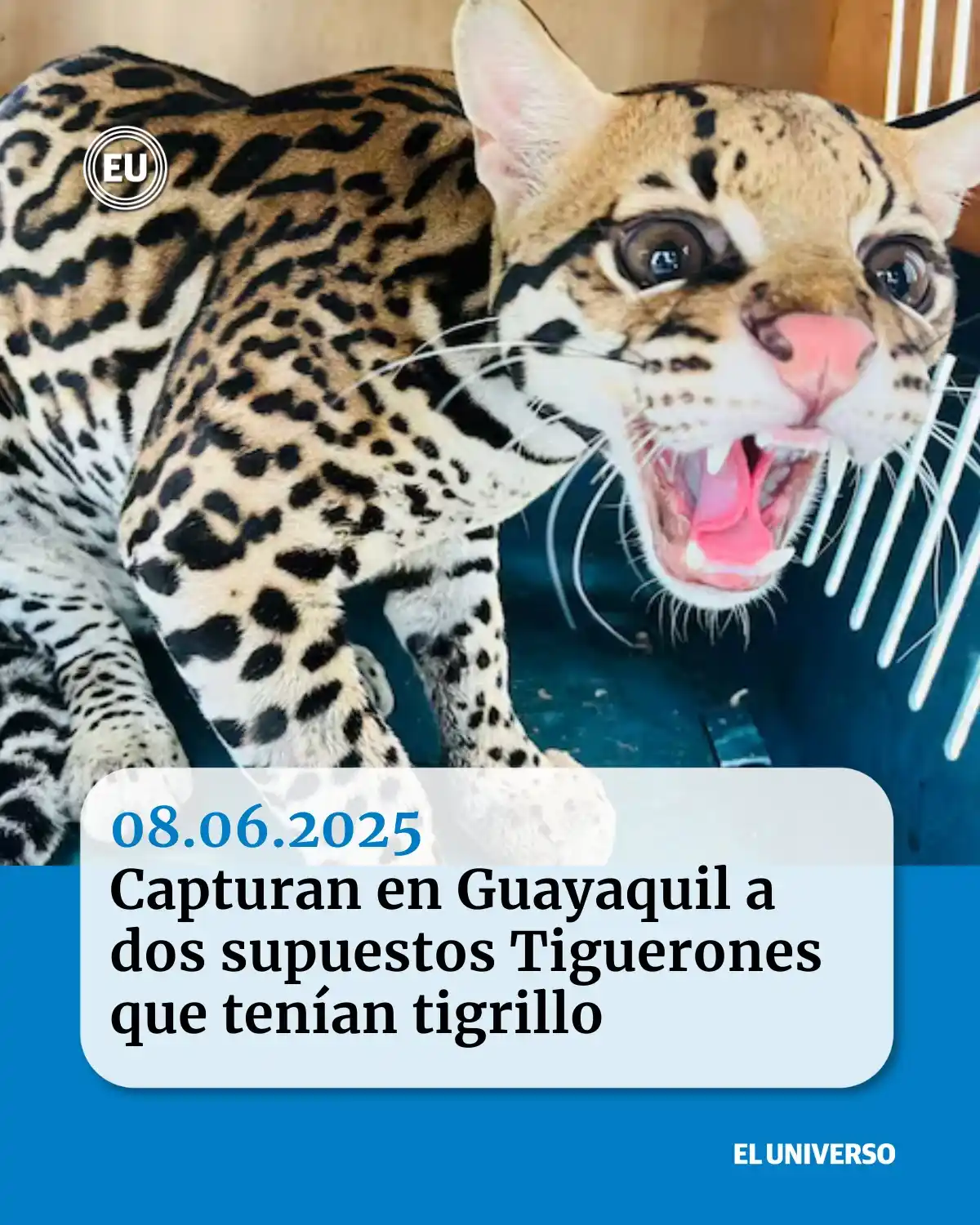 Image from EL UNIVERSO: 🚨🚨 *Seguridad* Un tigrillo fue rescatado por la Policía en medio d...