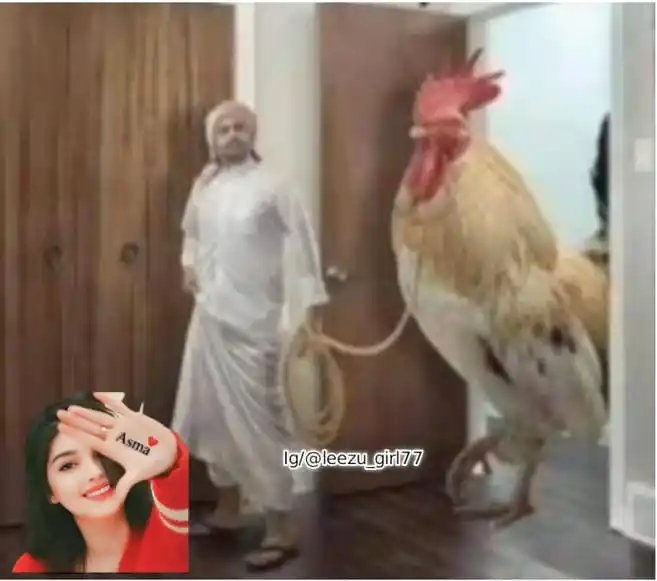 ❣︎اردو شاعری مزاحیہ لطیفے❣︎ Urdu Hindi Funny Jokes Comedy Memes FunRomantic Love Poetry Video Status post