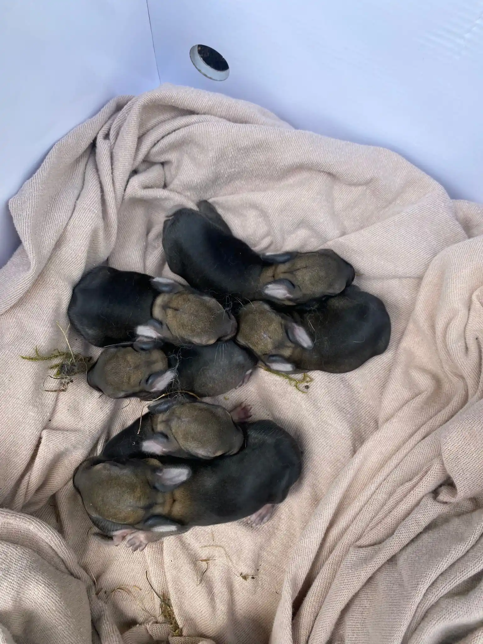 Image from Wildtierhilfe Sauerland e.V.: 6 Kaninchen wurden im Garten freigeschaufelt, Mama hat natürlich keine...