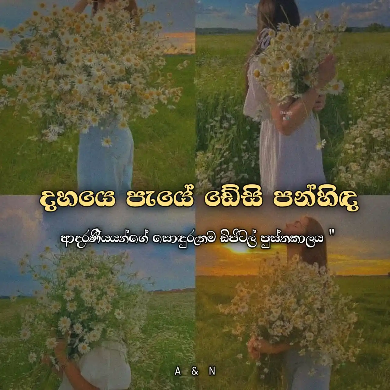 දහයෙ පැයේ ඩේසි පන්හිඳ"|🌼|🇱🇰 post