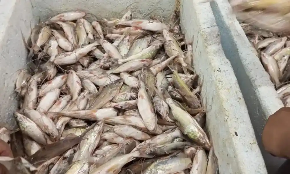 Image from ac24horas.com: *Cruzeiro do Sul já tem fartura de mandi e outros pescados*  Leia mais...