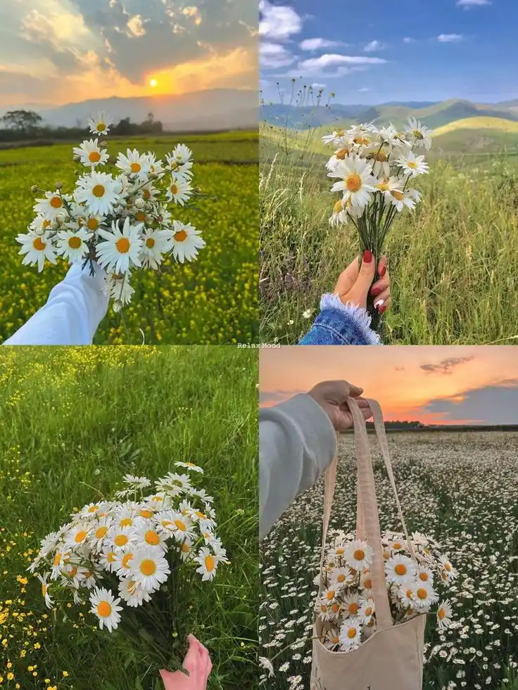 දහයෙ පැයේ ඩේසි පන්හිඳ"|🌼|🇱🇰 post