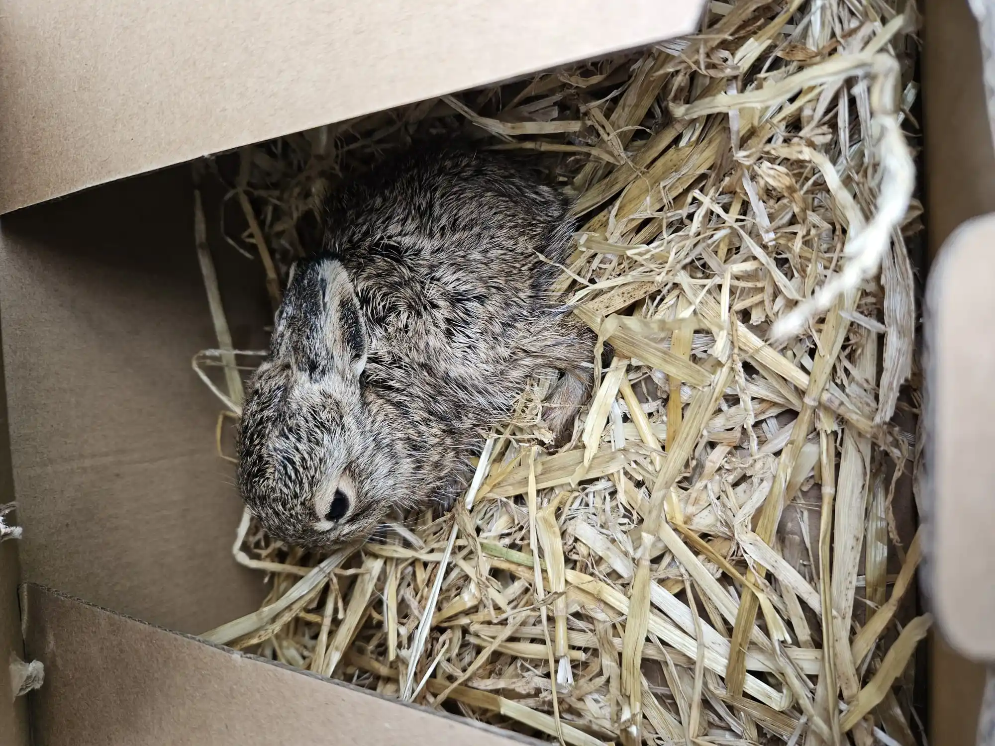 Wildtierhilfe Sauerland e.V. post